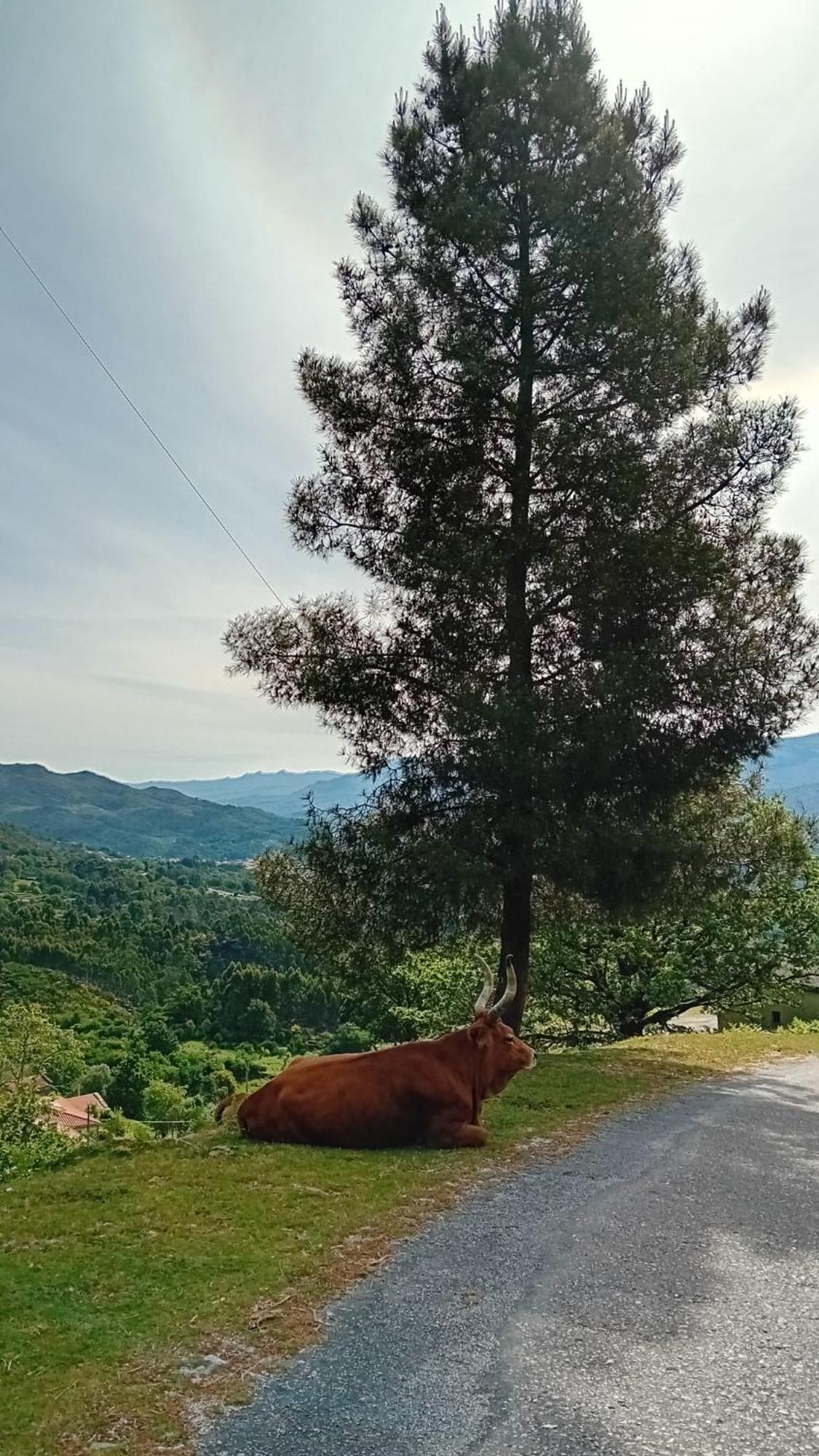 Chalet Do Soajo 아르코스 데 발데베즈 외부 사진