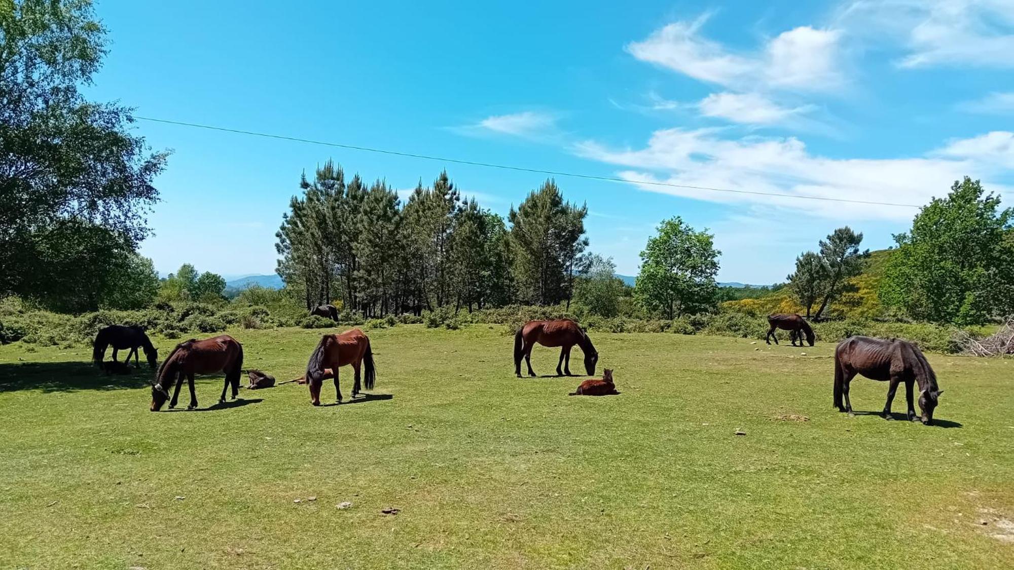 Chalet Do Soajo 아르코스 데 발데베즈 외부 사진